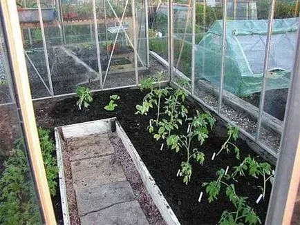Pământul în seră pentru tomate