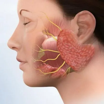 Face de porc boala, simptome și tratament, măsurile preventive sunt contagioase (boala) Fie că boala de porc contagioase, simptome și tratament, măsuri preventive