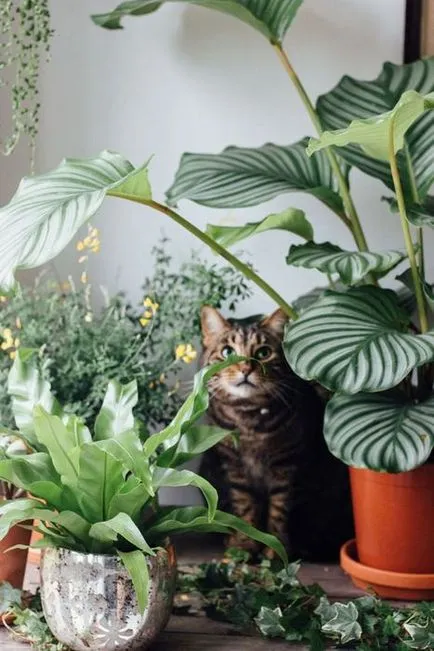 viata pisicii intr-un mic apartament câțiva pași simpli pentru confortul unui animal de companie