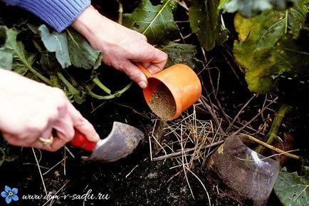 Ash ca îngrășământ - cum să se aplice