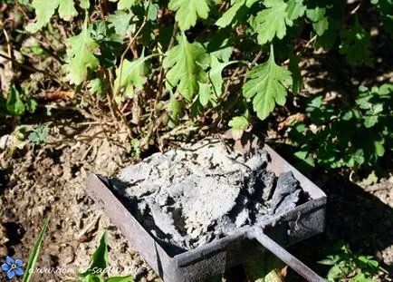 Ash ca îngrășământ - cum să se aplice