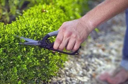 10 sfaturi pentru îngrijirea merișor (cimișir de tăiere foarfece) 10 sfaturi pentru îngrijirea cimișir