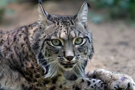 20 pisici superbe, pe cale de dispariție în sălbăticie (natura) 20 pisici superbe, pe cale de dispariție în sălbăticie