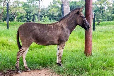 14 hibrid animal Fabulos