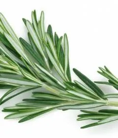 Aloe Vera - 15 proprietăți utile