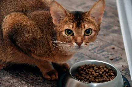 Etiopiene - fotografii, natura, conținutul, produse alimentare, cumpărare