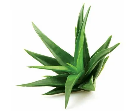 Aloe Vera - 15 proprietăți utile