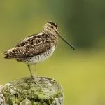 Snipe comună (60 poze) pasăre mică, cu un cioc mare