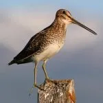 Snipe comună (60 poze) pasăre mică, cu un cioc mare