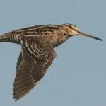 Snipe comună (60 poze) pasăre mică, cu un cioc mare