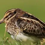 Snipe comună (60 poze) pasăre mică, cu un cioc mare