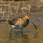 Snipe comună (60 poze) pasăre mică, cu un cioc mare