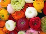 Panselute - îngrijirea și creșterea animalelor, în special îngrășăminte și panseluțe în creștere (panselute) Panselute - îngrijirea și creșterea animalelor, în special îngrășăminte și panseluțe în creștere