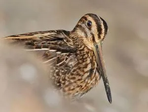 Snipe comună (60 poze) pasăre mică, cu un cioc mare