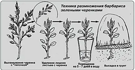 Agrișă - plantare, cultivare, îngrijire, lume de grădinărit