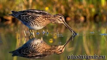 Snipe pasăre