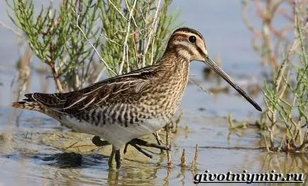 Snipe pasăre