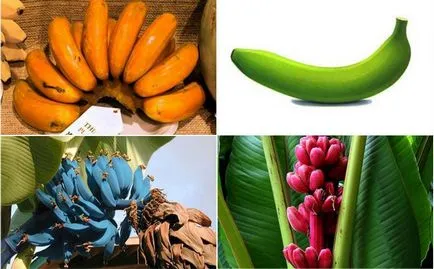 Bananele sunt diferite - albastru, galben, roșu