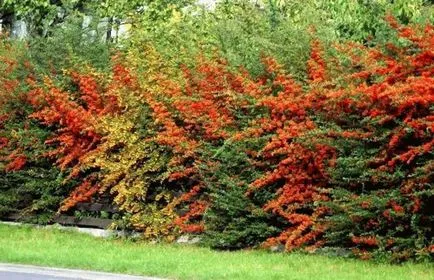 Agrișă - plantare, cultivare, îngrijire, lume de grădinărit