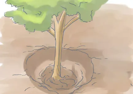 plantare Dracila și de îngrijire - instrucțiuni detaliate!