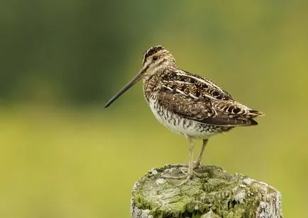 Snipe comună (60 poze) pasăre mică, cu un cioc mare