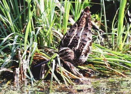 Snipe comună (60 poze) pasăre mică, cu un cioc mare