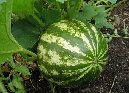 Pepeni în cultivarea cu efect de seră de drept, cum să planteze, apă, forma, foto, video (pepene verde) Pepeni în cultivarea cu efect de seră de drept, cum să planteze, apă, forma, foto, video