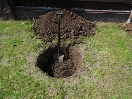 plantare Dracila și de îngrijire - instrucțiuni detaliate!