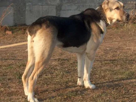 Asian Ciobănesc rasa fotografie și descriere, în special conținutul de pui si adulti de ingrijire