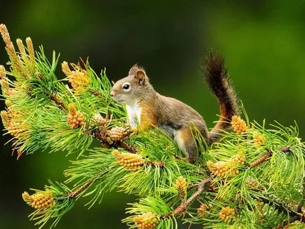 Squirrel maestru obișnuit salt dificil