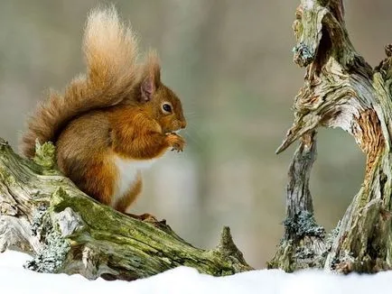 Squirrel maestru obișnuit salt dificil