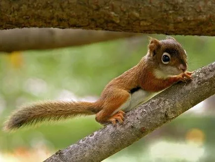 Squirrel maestru obișnuit salt dificil