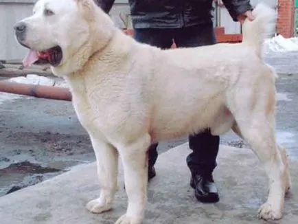Asian Ciobănesc rasa fotografie și descriere, în special conținutul de pui si adulti de ingrijire