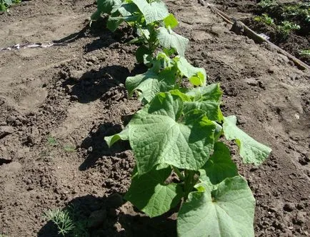 Pepeni în cultivarea cu efect de seră de drept, cum să planteze, apă, forma, foto, video (plante) Pepeni în cultivarea cu efect de seră de drept, cum să planteze, apă, forma, foto, video