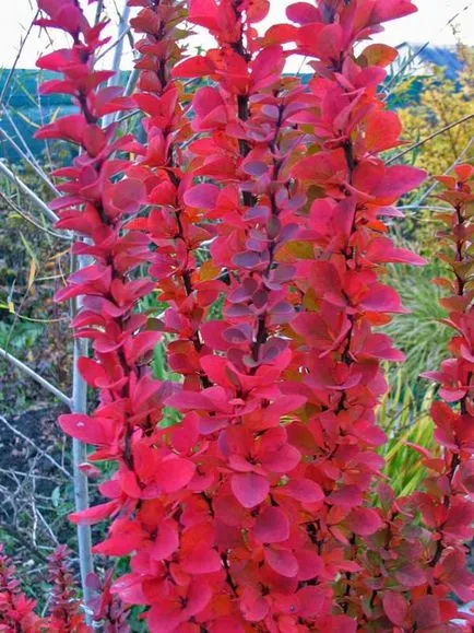 plantare agrișă, cultivare și întreținere (de îngrijire) plantare agrișă, cultivare și întreținere