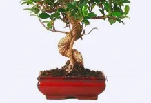 Bonsai propriile mâini cum se face pas cu pas, de pin si de copac bani, o clasă de master, de la (mâinile) Bonsai proprii mâini cum se face pas cu pas, de pin si de copac bani, o clasă de master de la