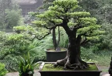 Bonsai propriile mâini cum se face pas cu pas, de pin si de copac bani, o clasă de master, de la (mâinile) Bonsai proprii mâini cum se face pas cu pas, de pin si de copac bani, o clasă de master de la