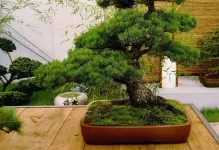 Bonsai propriile mâini cum se face pas cu pas, de pin si de copac bani, o clasă de master, de la (lor) Bonsai proprii mâini cum se face pas cu pas, de pin si de copac bani, o clasă de master de la