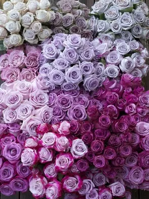 buchet de mireasa cu panglici în stil Ombre, pe de o parte, cascade și picătură - o mulțime de fotografii (panglici) buchet de mireasa cu panglici în stil Ombre, pe de o parte, cascade și picătură - o mulțime de fotografii