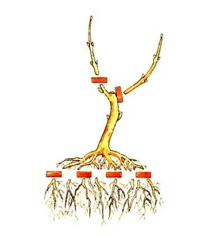 Bonsai master-class cu mâinile sale cum să facă un bonsai reală și artificială
