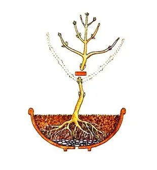 Bonsai master-class cu mâinile sale cum să facă un bonsai reală și artificială