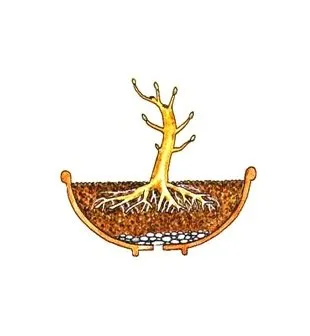 Bonsai master-class cu mâinile sale cum să facă un bonsai reală și artificială