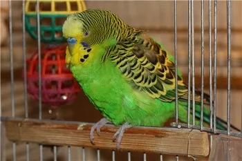 Budgies boala lor si tratament la domiciliu