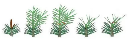 Bonsai master-class cu mâinile sale cum să facă un bonsai reală și artificială