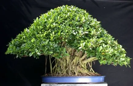 Bonsai propriile mâini cum se face pas cu pas, de la arborele de pin și de bani, clasa maestru de (bonsai) Bonsai proprii mâini cum se face pas cu pas, de pin si de copac bani, o clasă de master de la