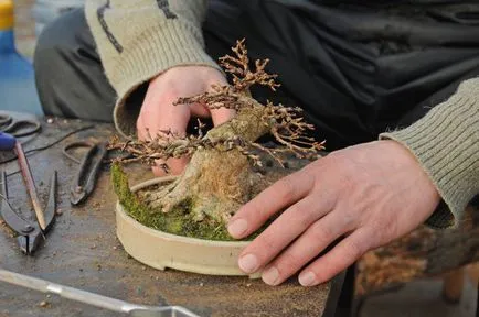 Bonsai cu mâinile - cum să crească un copac bonsai, lume de grădinărit