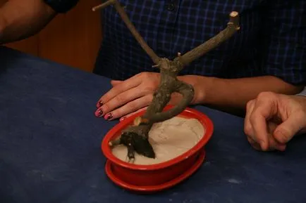 Bonsai master-class cu propriile sale mâini de detaliu pin cu selecție film