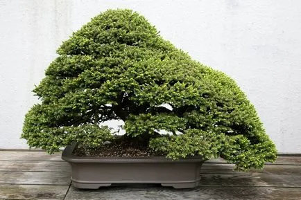 Bonsai master-class cu mâinile sale cum să facă un bonsai reală și artificială