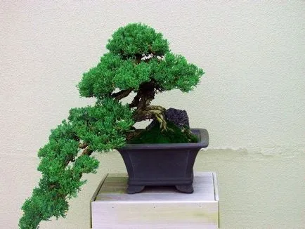 Bonsai master-class cu mâinile sale cum să facă un bonsai reală și artificială