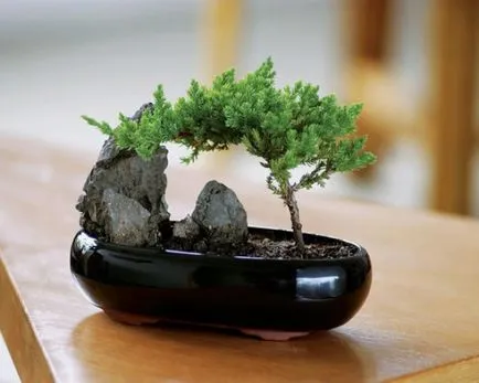 Bonsai mâinile proprii cum se face pas cu pas, de pin si de copac bani, o clasă de master, de la (a face) Bonsai proprii mâini cum se face pas cu pas, de pin si de copac bani, o clasă de master de la